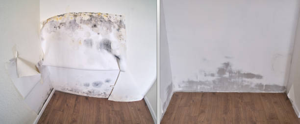 Best Commercial Mold Removal  in Columbia Heights, MN